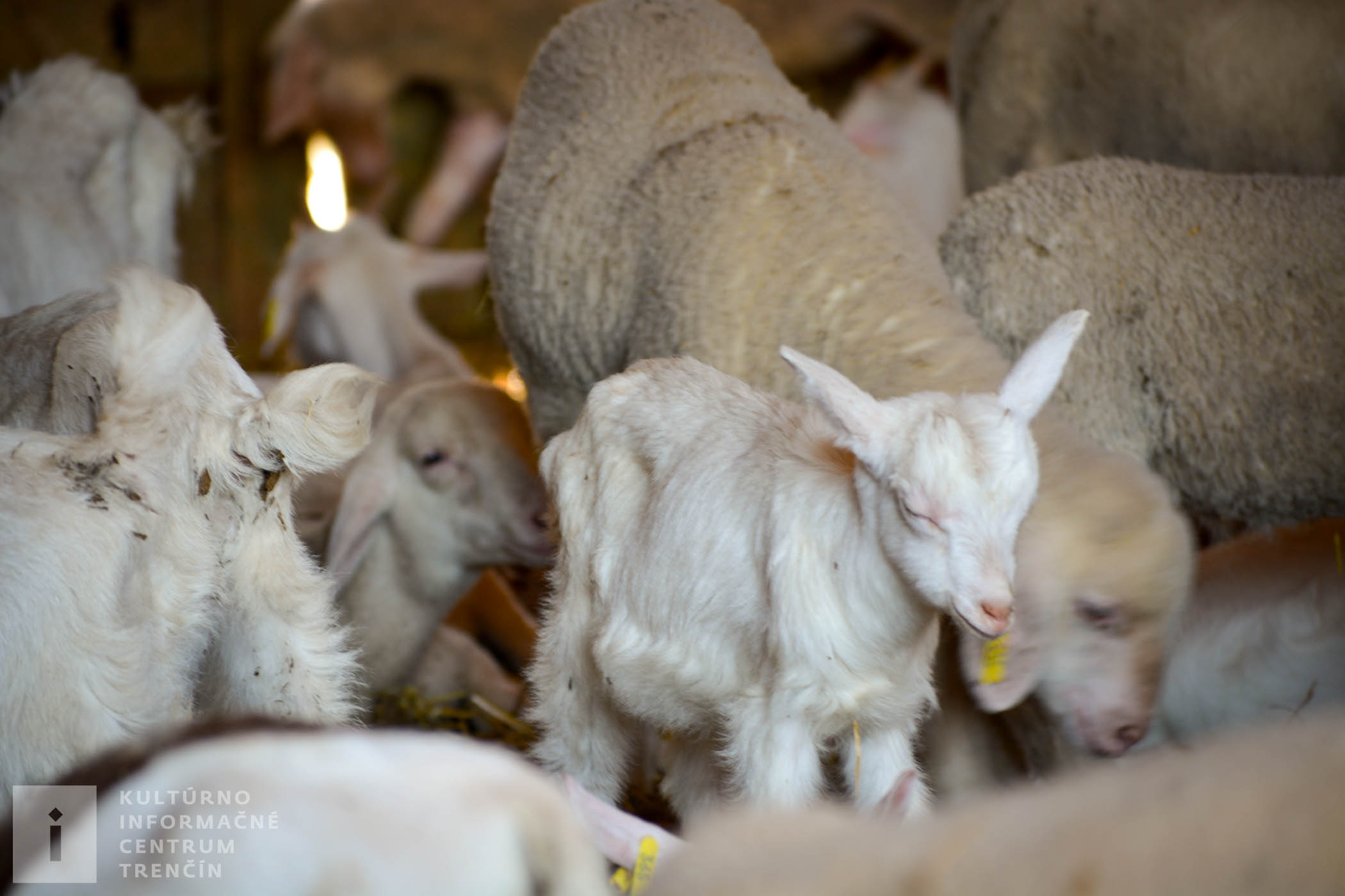 Na gazdovstve Uhliská chovajú aj kozy a ovce. Mlieko, mliečne výrobky alebo mäso si môžete vychutnať v miestnej reštaurácii alebo hostinci.
