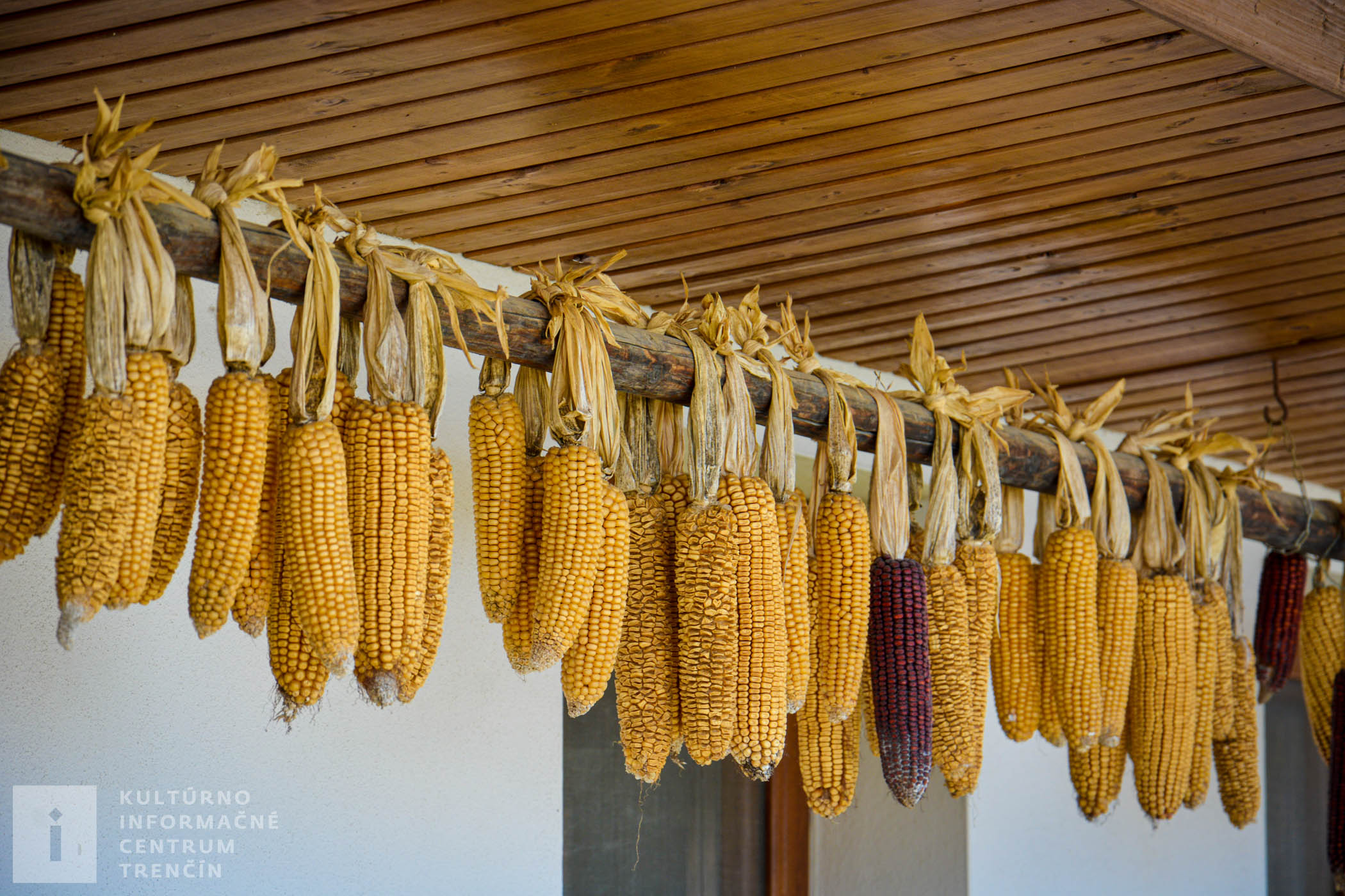 Tradičné sušenie zrelej kukurice