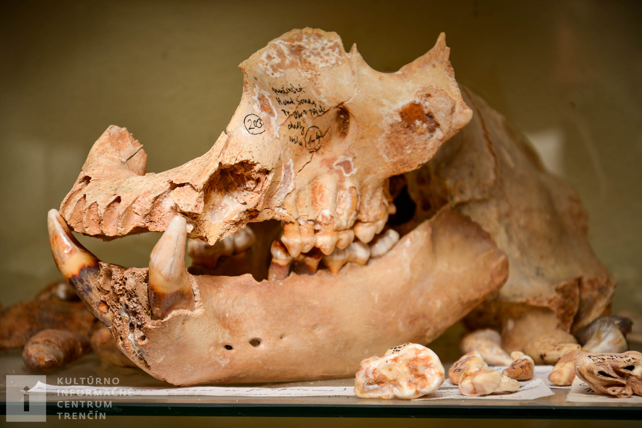 Kosti pravekých jaskynných medveďov a jaskynných levov nájdené v Pružinskej Dúpnej jaskyni