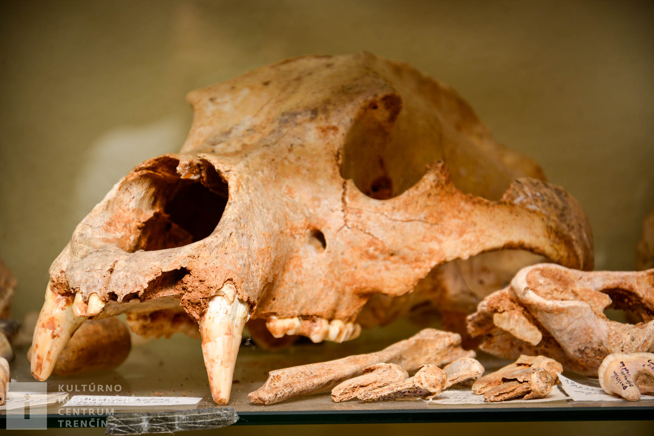Najstaršími nálezmi sú kosti a lebky jaskynných medveďov a levov spred asi 80 tisíc rokov, ktoré vám jaskyniari radi ukážu.