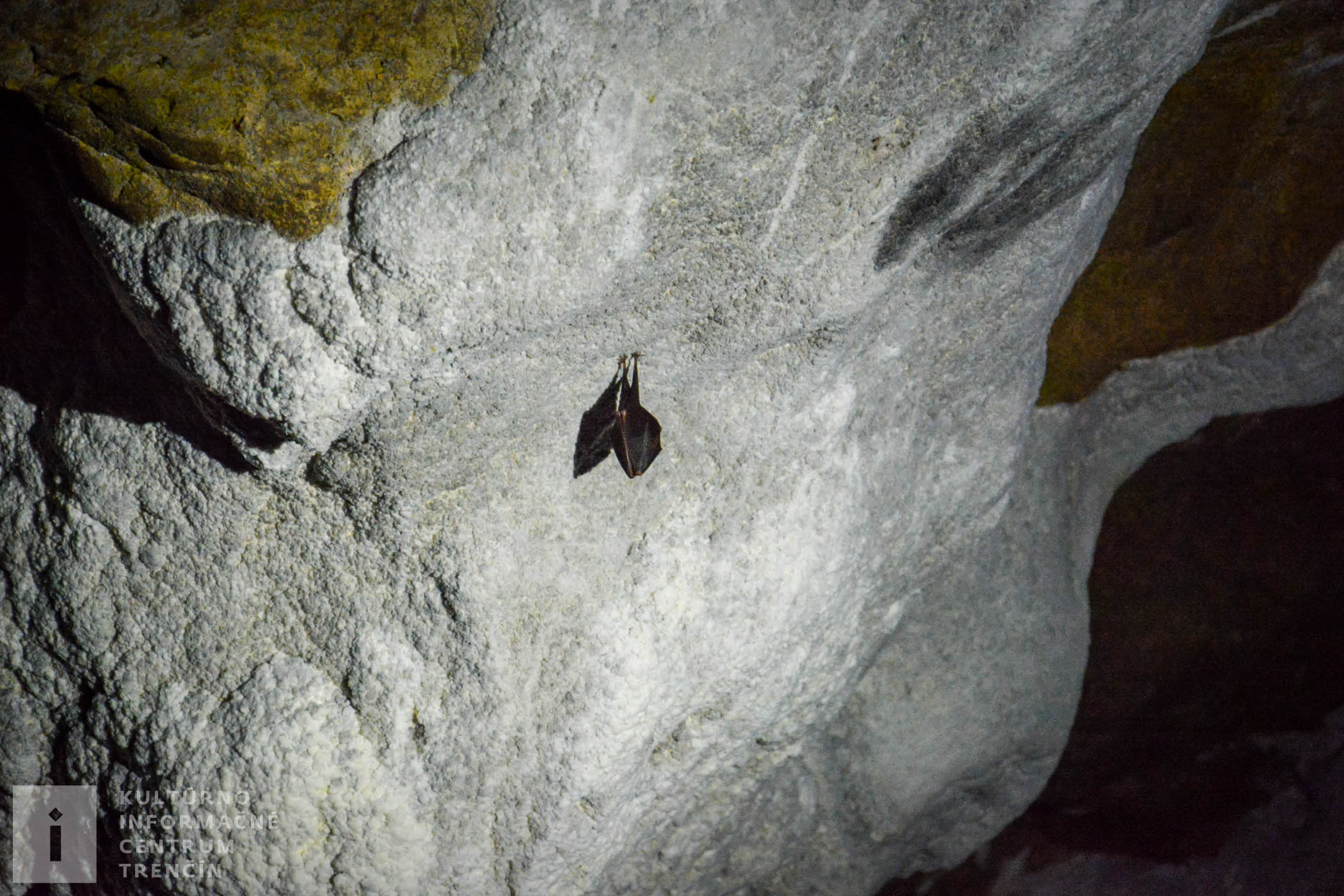 Počas zimných mesiacov žijú v jaskyni netopiere.