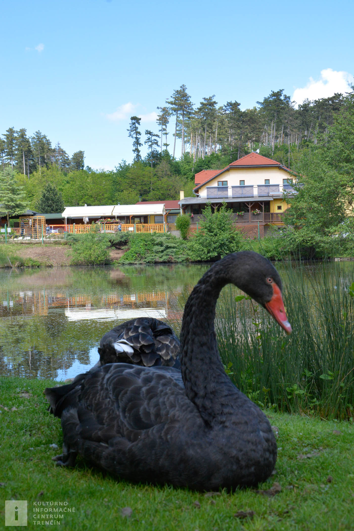 Vzácne čierne labute majú svoj domov aj na Ranči pod Babicou