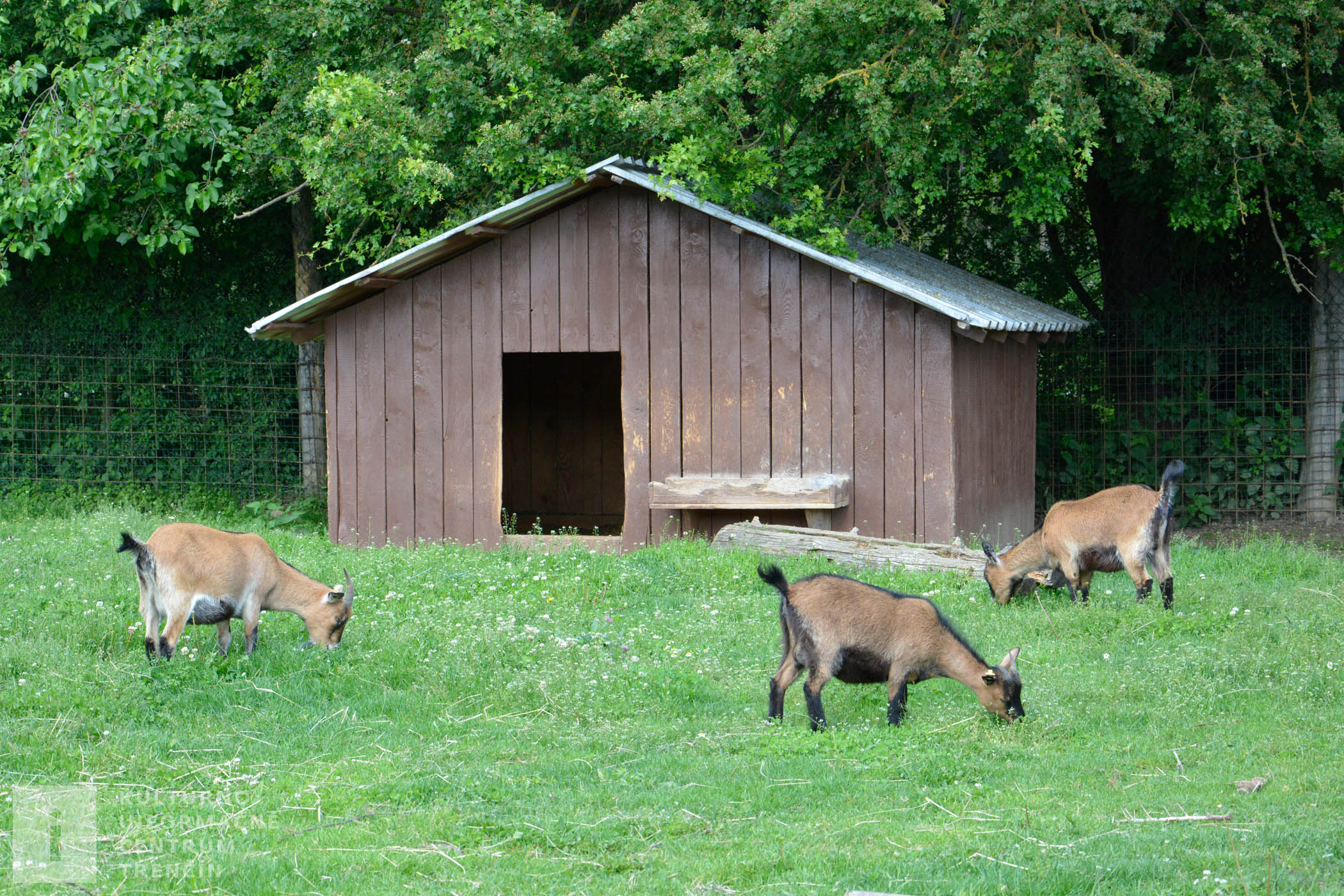 Kozy žijú v skupinách, chovajú sa hlavne kvôli mlieku, mäsu a koži.