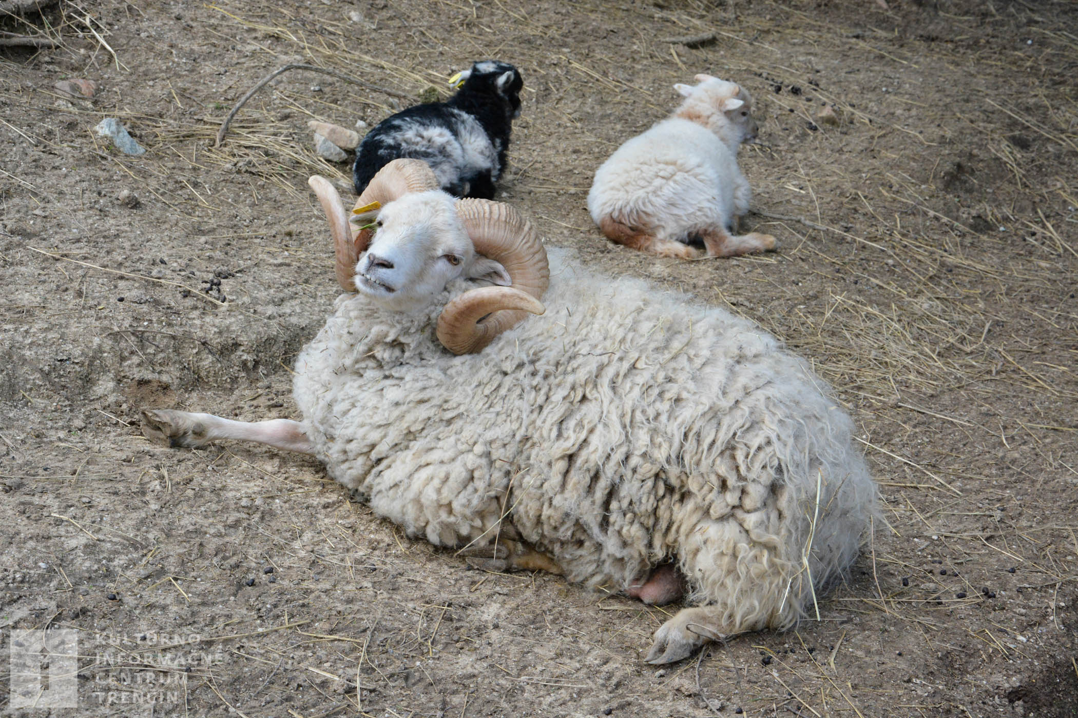 V zverinci chovajú ovce plemena Quessant, ktoré patrí medzi najmenšie na svete už od roku 2007.